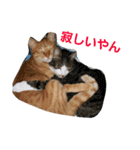子と猫（個別スタンプ：4）