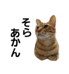 子と猫（個別スタンプ：7）