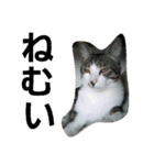 子と猫（個別スタンプ：8）