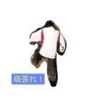 osakaizumi 1（個別スタンプ：5）
