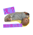 ひー坊のあいさつ③（個別スタンプ：6）