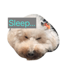 愛犬‼︎（個別スタンプ：3）