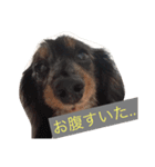 愛犬‼︎（個別スタンプ：6）