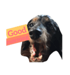 愛犬‼︎（個別スタンプ：7）