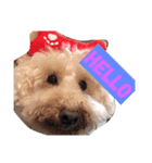 愛犬‼︎（個別スタンプ：8）