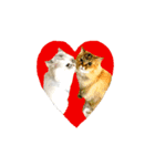 実写で猫まみれ。2（個別スタンプ：1）