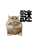 実写で猫まみれ。2（個別スタンプ：3）