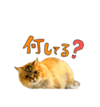 実写で猫まみれ。2（個別スタンプ：4）