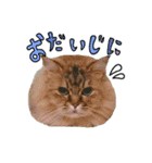 実写で猫まみれ。2（個別スタンプ：5）