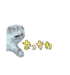実写で猫まみれ。2（個別スタンプ：6）