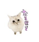 実写で猫まみれ。2（個別スタンプ：7）