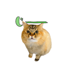 実写で猫まみれ。2（個別スタンプ：8）