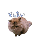 実写で猫まみれ。2（個別スタンプ：9）