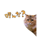 実写で猫まみれ。2（個別スタンプ：10）