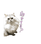 実写で猫まみれ。2（個別スタンプ：11）