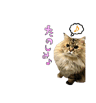 実写で猫まみれ。2（個別スタンプ：12）
