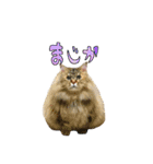 実写で猫まみれ。2（個別スタンプ：13）
