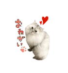 実写で猫まみれ。2（個別スタンプ：16）
