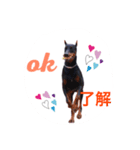 dobermann.80（個別スタンプ：2）