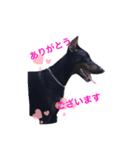 dobermann.80（個別スタンプ：3）