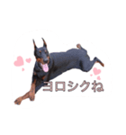 dobermann.80（個別スタンプ：5）