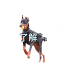 dobermann.80（個別スタンプ：7）