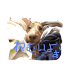 クッキースタンプです（個別スタンプ：1）