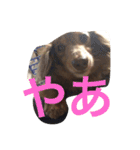 クッキースタンプです（個別スタンプ：4）