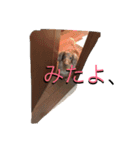 クッキースタンプです（個別スタンプ：14）