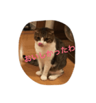 Carl talks...（個別スタンプ：1）