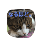 Carl talks...（個別スタンプ：4）