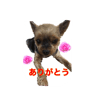 Pixie the Dog（個別スタンプ：1）