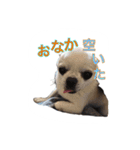 Pixie the Dog（個別スタンプ：14）