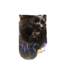 黒猫クインver2（個別スタンプ：2）