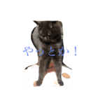 黒猫クインver2（個別スタンプ：3）