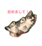 黒猫クインver2（個別スタンプ：6）