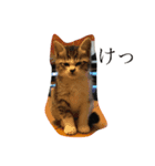 黒猫クインver2（個別スタンプ：7）