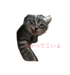 黒猫クインver2（個別スタンプ：8）