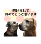 アンディとシズ（2018年お正月バージョン）（個別スタンプ：1）