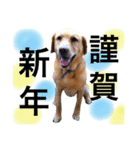 アンディとシズ（2018年お正月バージョン）（個別スタンプ：5）