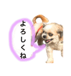アンディとシズ（2018年お正月バージョン）（個別スタンプ：6）