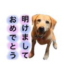 アンディとシズ（2018年お正月バージョン）（個別スタンプ：7）