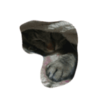 まこねこ（個別スタンプ：2）