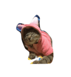 まこねこ（個別スタンプ：3）