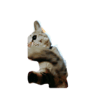 まこねこ（個別スタンプ：5）