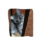 まこねこ（個別スタンプ：6）