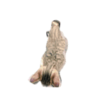 まこねこ（個別スタンプ：7）