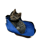 まこねこ（個別スタンプ：8）