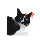 P I  N O（個別スタンプ：1）