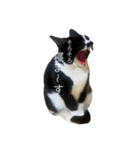 P I  N O（個別スタンプ：2）